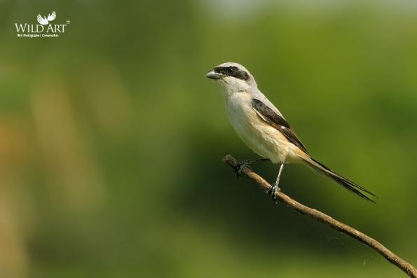 Shrikes (Laniidae)