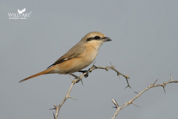 Red-tailed Shrike