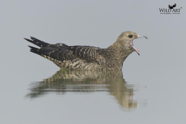 Skuas (Stercorariidae)