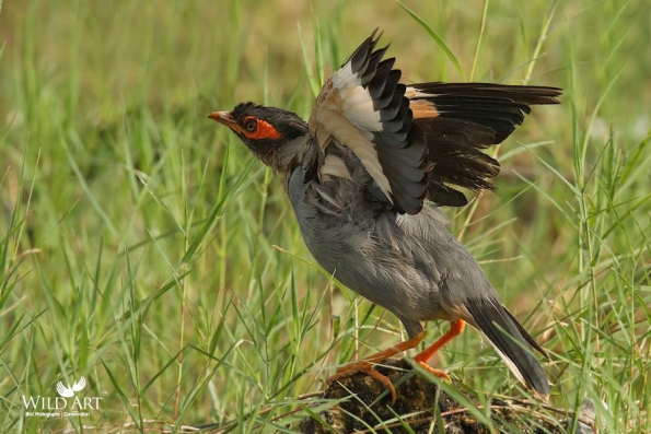 Starlings (Sturnidae)