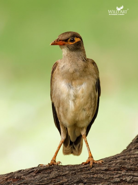Starlings (Sturnidae)