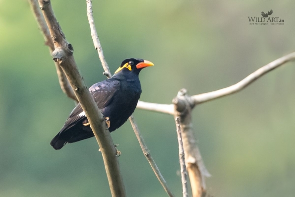 Starlings (Sturnidae)
