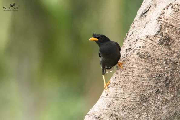 Starlings (Sturnidae)