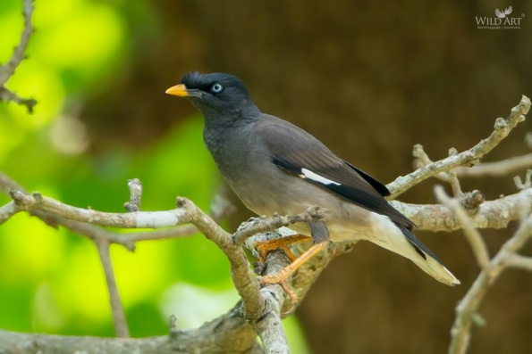 Starlings (Sturnidae)