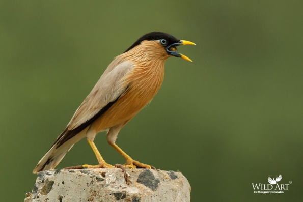 Starlings (Sturnidae)