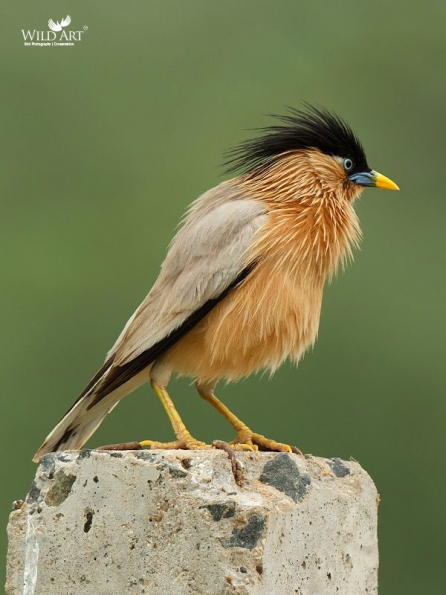 Starlings (Sturnidae)