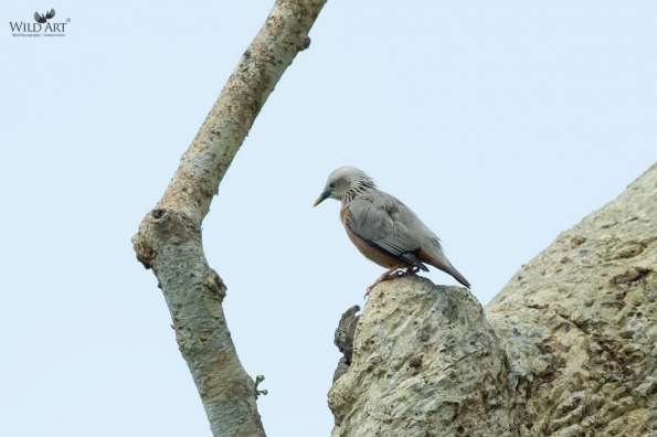 Starlings (Sturnidae)