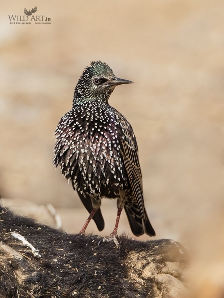 Starlings (Sturnidae)