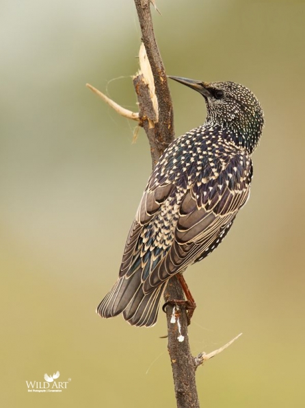 Starlings (Sturnidae)