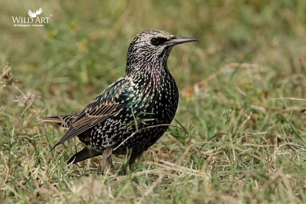 Starlings (Sturnidae)
