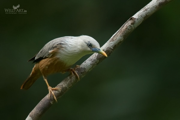 Starlings (Sturnidae)