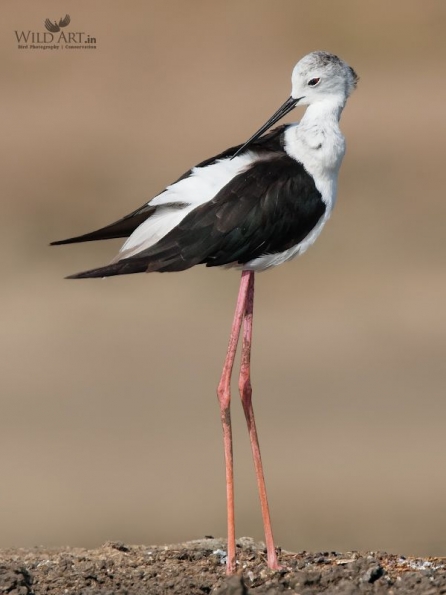Stilts, Avocets (Recurvirostridae)