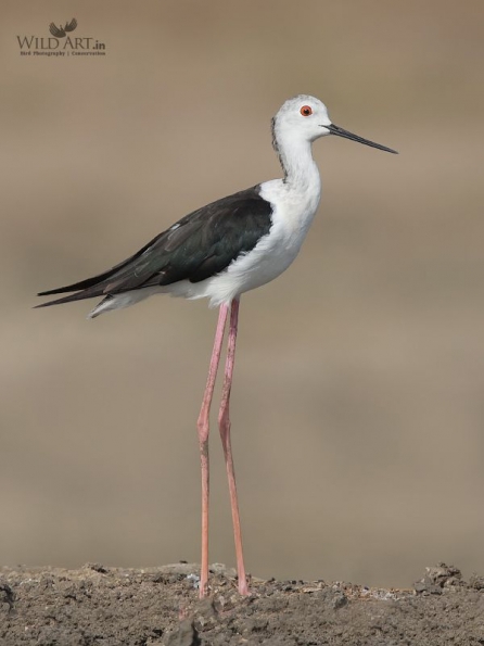 Stilts, Avocets (Recurvirostridae)