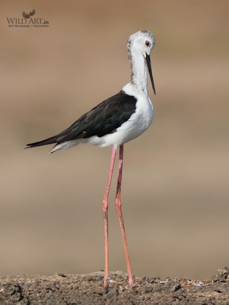 Stilts, Avocets (Recurvirostridae)