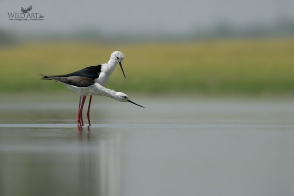 Stilts, Avocets (Recurvirostridae)