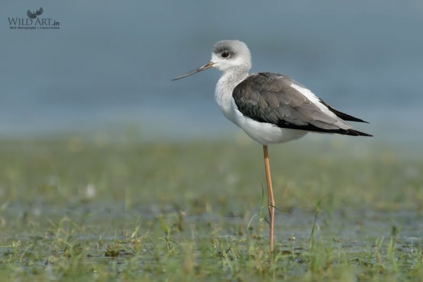 Stilts, Avocets (Recurvirostridae)