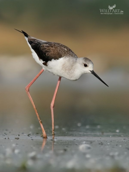 Stilts, Avocets (Recurvirostridae)