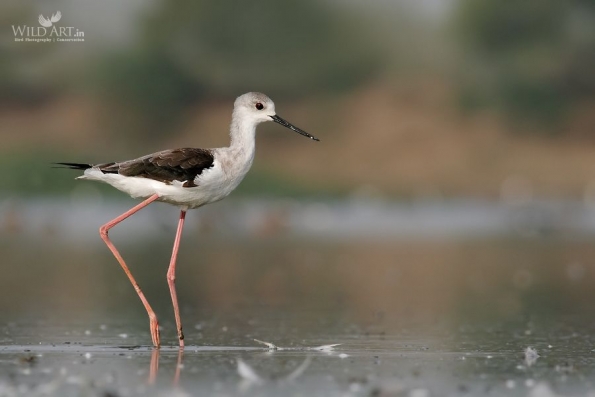 Stilts, Avocets (Recurvirostridae)