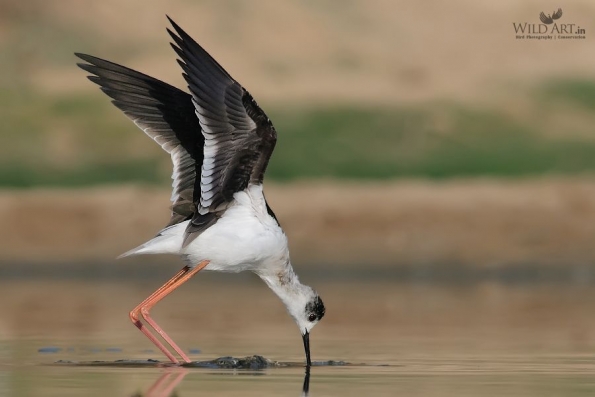 Stilts, Avocets (Recurvirostridae)