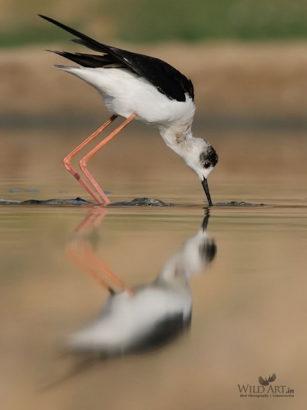 Stilts, Avocets (Recurvirostridae)