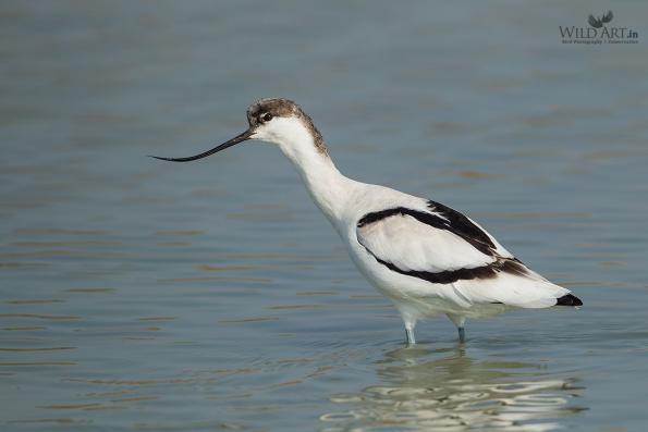 Stilts, Avocets (Recurvirostridae)