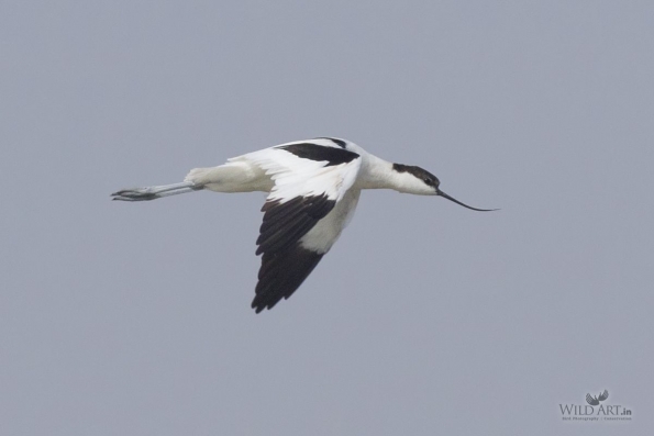 Stilts, Avocets (Recurvirostridae)