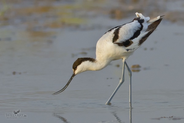 Stilts, Avocets (Recurvirostridae)