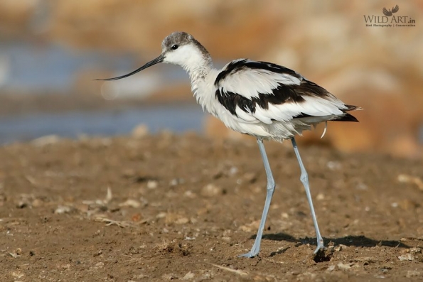 Stilts, Avocets (Recurvirostridae)