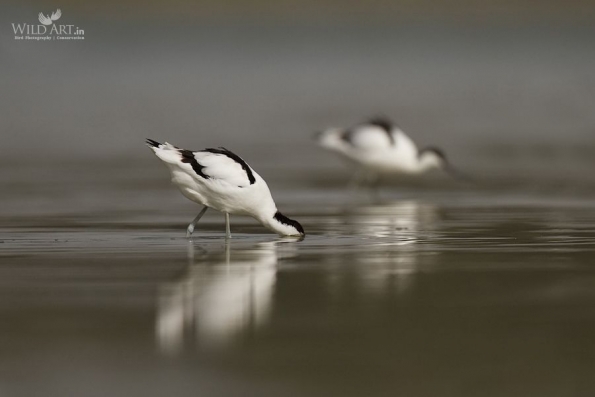 Stilts, Avocets (Recurvirostridae)