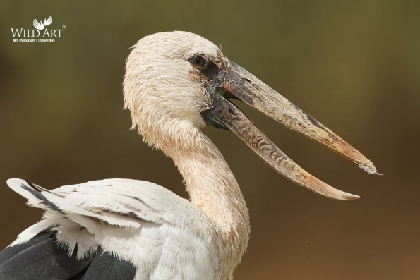 Asian Openbill