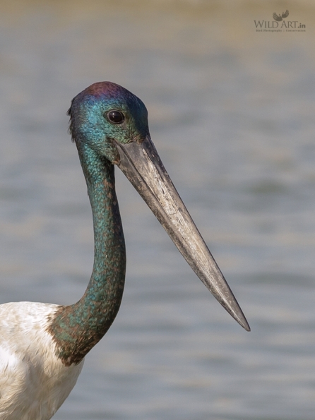 Black-necked Stork