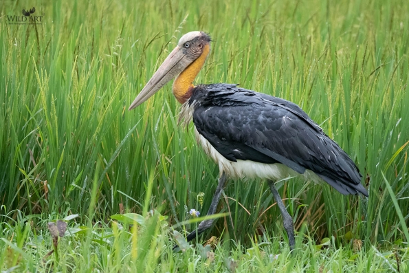 Lesser Adjutant