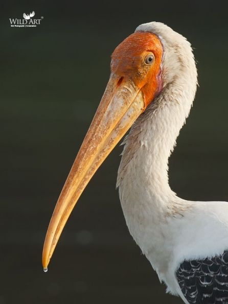 Painted Stork