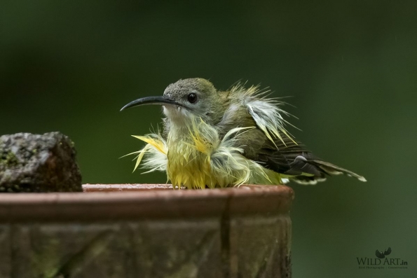 Sunbirds & Spiderhunters (Nectariniidae)