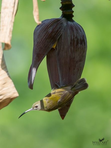 Sunbirds & Spiderhunters (Nectariniidae)