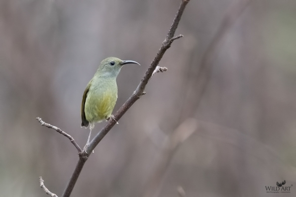 Sunbirds & Spiderhunters (Nectariniidae)