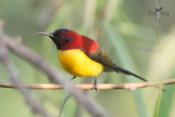 Sunbirds & Spiderhunters (Nectariniidae)