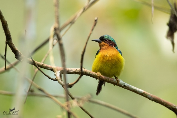 Sunbirds & Spiderhunters (Nectariniidae)