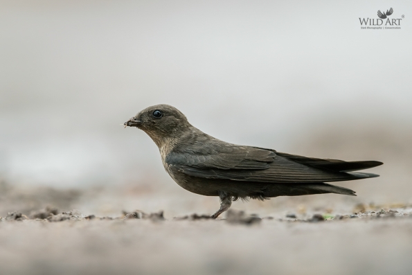 Swallows, Martins (Hirundinidae)