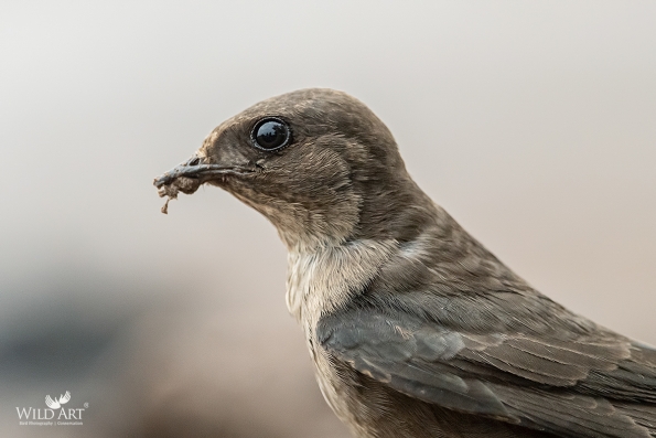 Swallows, Martins (Hirundinidae)