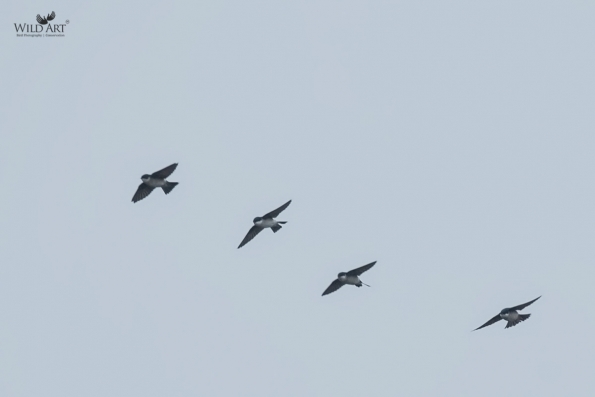 Swallows, Martins (Hirundinidae)