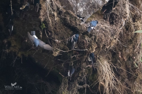 Swallows, Martins (Hirundinidae)