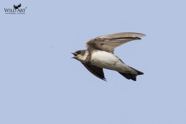 Swallows, Martins (Hirundinidae)