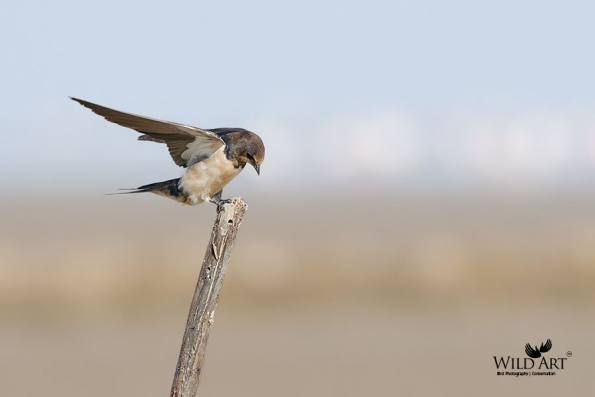 Swallows, Martins (Hirundinidae)