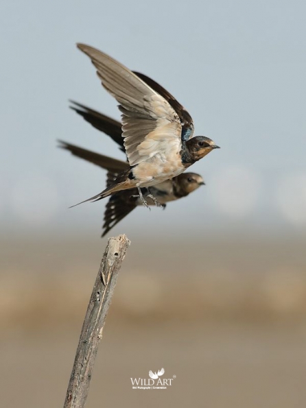 Swallows, Martins (Hirundinidae)