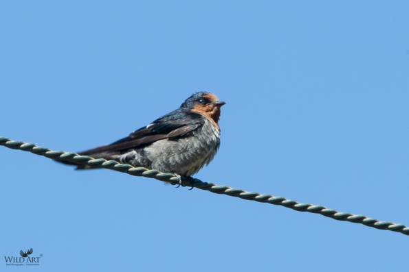 Swallows, Martins (Hirundinidae)