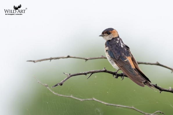 Swallows, Martins (Hirundinidae)