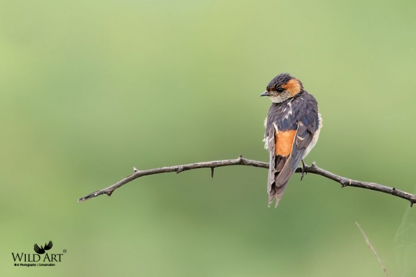 Swallows, Martins (Hirundinidae)