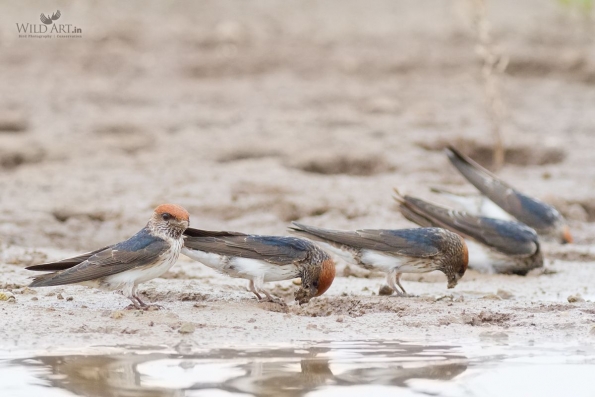 Swallows, Martins (Hirundinidae)