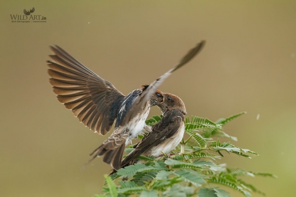 Swallows, Martins (Hirundinidae)